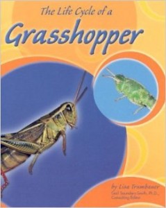 Life cycle of a Grasshopper